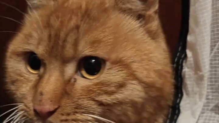 หมี: คน คุณจัดการโลกอันหนาวเหน็บของหมีได้แล้ว