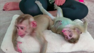 Wow    So cute & adorable style when tiny Toto & Yaya are playing with Mom