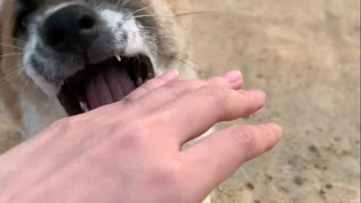 A Grand Showcase of Immoral Animal Behaviors
