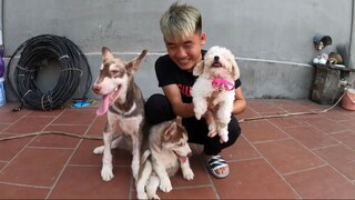 -Hưng Troll _ Đón Cún Poodle Siêu Cute Về Tặng Em Gái Đoàn Tụ Với Gia Đình Ngáo Ngơ