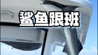 "Sang pendamping hiu" yang dilengkapi dengan "pengisap biologis" bawaan! Apa yang terjadi jika ikan 