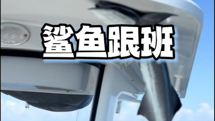 "Sang pendamping hiu" yang dilengkapi dengan "pengisap biologis" bawaan! Apa yang terjadi jika ikan 