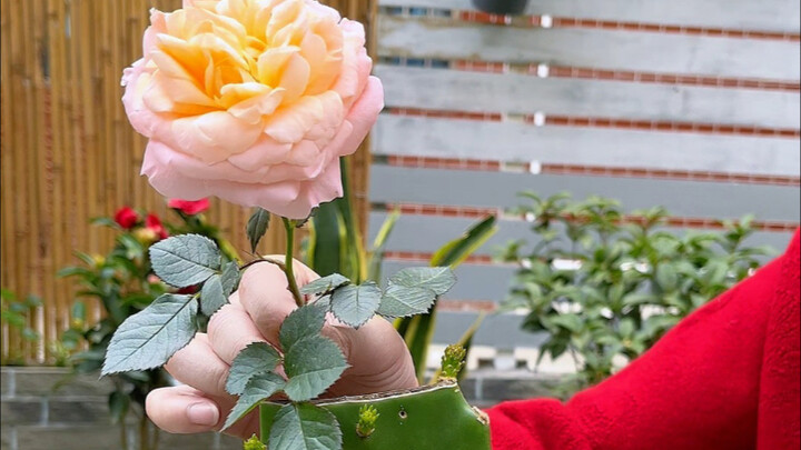 Several Secret Tips for Raising Flowers