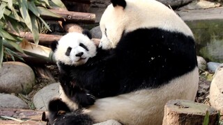 [Hewan]Waktu senggang ibu panda Meng Meng & anak Meng Bao