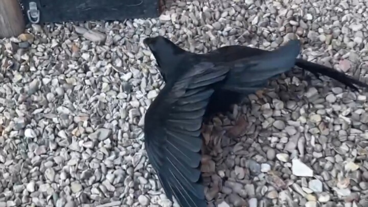 Jadi ketika burung gagak gembira, ia akan menjulurkan pantatnya dan mengibaskan ekornya dengan gembi