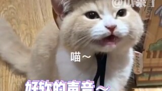 它慌了它慌了，小猫咪的硬汉本质暴露了