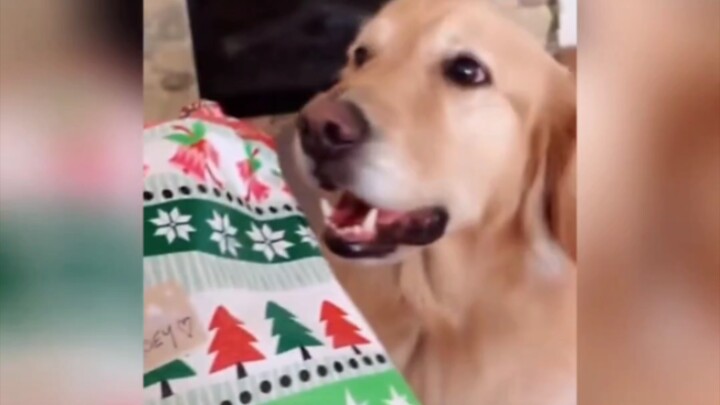 تعبير جينماو هذا يكاد يرفع إبهامه عالياً!