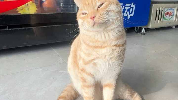 An airplane skims over the grassland.