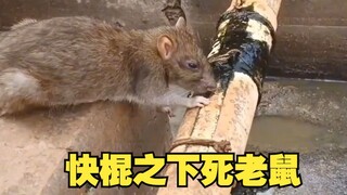 快棍之下死老鼠