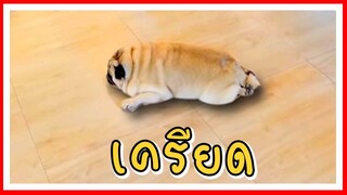 ใครเครียดจัด สัตว์ช่วยด้ายย 🐶