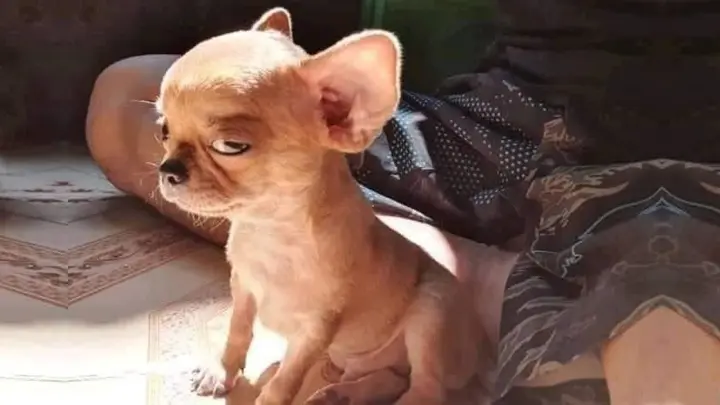 Angry Pets Compilation : Funny Angry Dogs of The Week