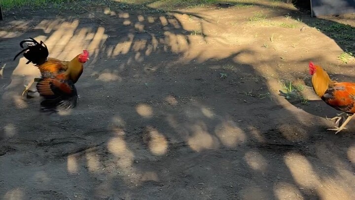 Hindi pa sila maalam sumayaw 🐓