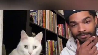 A white cat was too calm when his owner was crazy, so he suspected he was deaf.