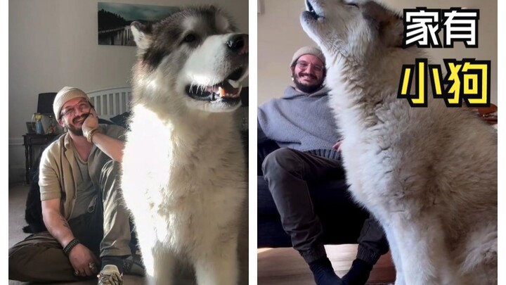 Anjing-anjing yang berukuran agak besar itu!