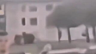 keturunan zenutsu agatsuma