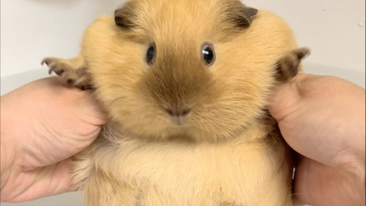 Lagi-lagi datang untuk mencuci kentang jelekmu itu!