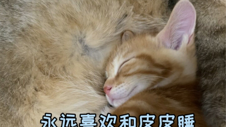 Persahabatan Antara Kucing Pedesaan dan Kucing Peliharaan