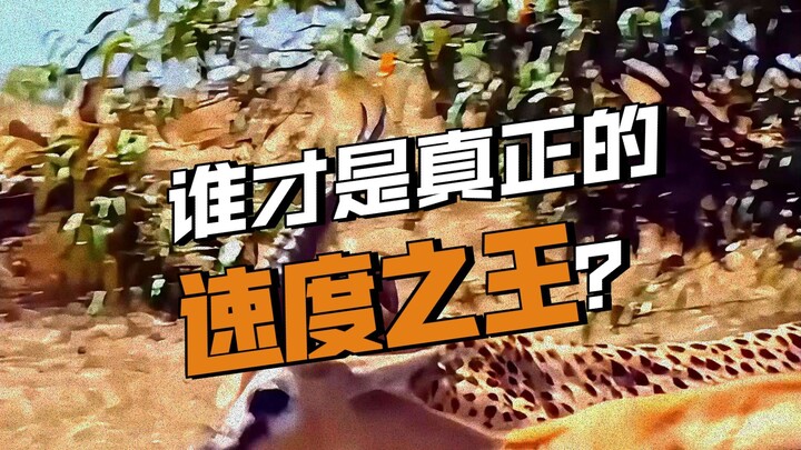 The 9 Fastest Land Animals—How Many Do You Recognize?