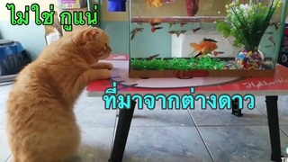 แมวจากต่างดาว