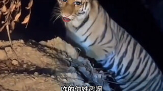 Tiger: You're actually comforting me now...