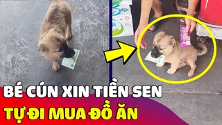 Bé cún 'THÔNG MINH' được con Sen cho tiền thích ăn gì thì 'TỰ ĐI MUA' 😅 Gâu Đần