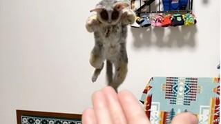 Mom, catch me! [Baby Monkey Pizza]