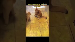 video lucu kucing hobi tinju #dramareview #riseofkingdoms #gamermuda