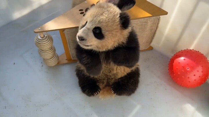 [Qianjin’s Baby] No non‑authentic brown bear, thank you ૮ ・ﻌ・ა