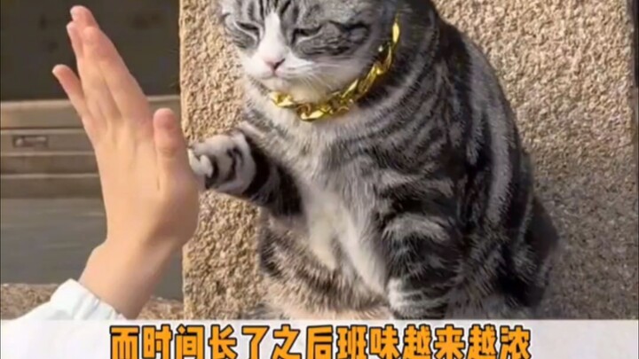 Saienji is basically a cat-petting paradise.