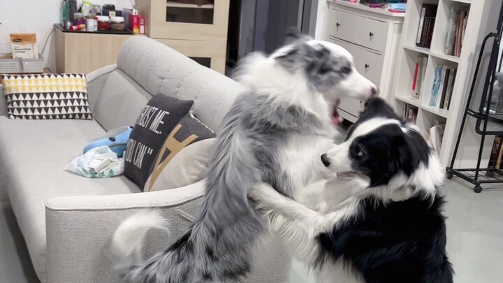 What does a Border Collie do when no one’s home?