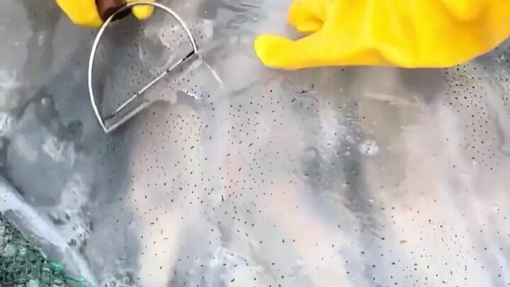 Roasting Clickbait Videos — “Can Jellyfish Regenerate and Feel Pain?” “Tap Mushrooms Twice Before Pi