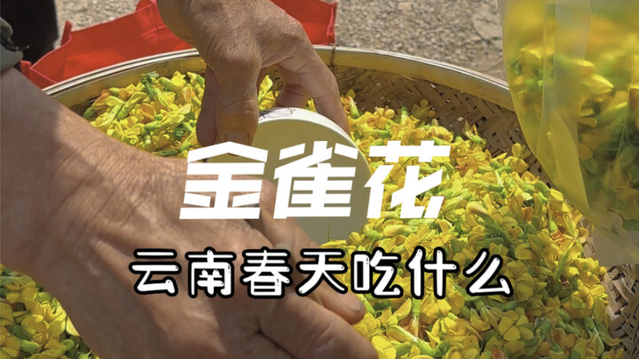 What to Eat in Yunnan Spring: Golden Acacia Flowers
