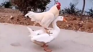 เป็ดไก่เป็นคู่กัน ฮาทุกฉาก ขำไม่ไหว！#Funny