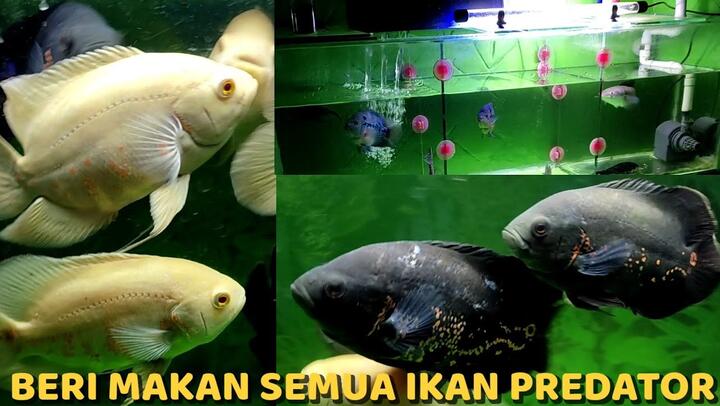 90 Ikan Predator Air Tawar Untuk Aquarium Gratis