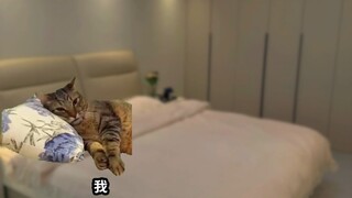 《织梦多多》 #猫meme小剧场 #猫meme故事 #猫meme