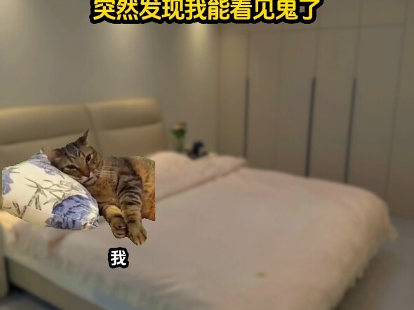 《织梦多多》 #猫meme小剧场 #猫meme故事 #猫meme