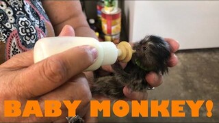 Picking Up My BABY MARMOSET Monkey Little Bits