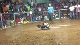 3 cocks derby @ pawikan gallera.first fight win.sweater grey.