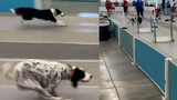 (คลิปสัตว์โลก) การแข่งขันวิ่งผลัดข้ามสิ่งกีดขวางของสุนัข