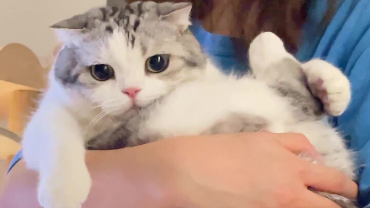 The cat is so cute it got caught, with a beaming face.