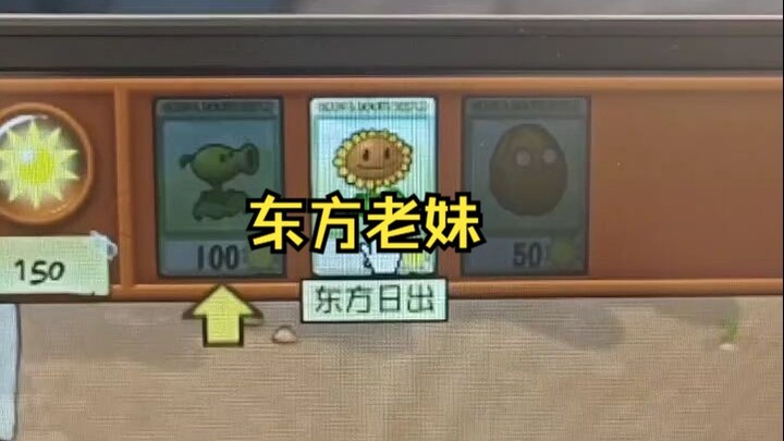 Oriental Sunrise Sunny Sister