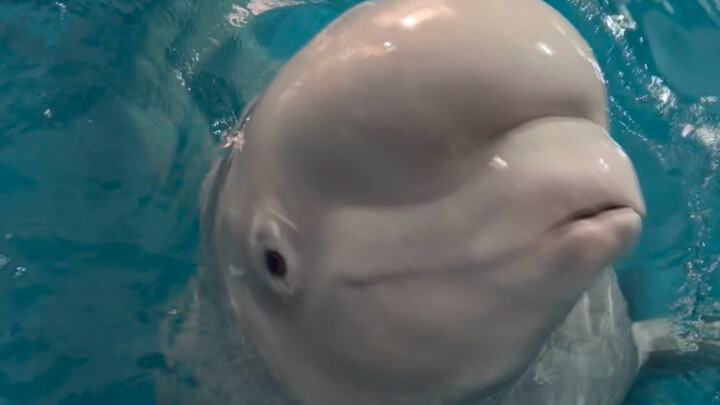 Ikan yujin kecil ini bahkan nggak cukup buat ngeganjel celah gigi si Dabai dan Xiaohei.