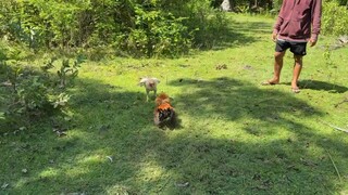 Talo Balda vs Balda 🐓🫡