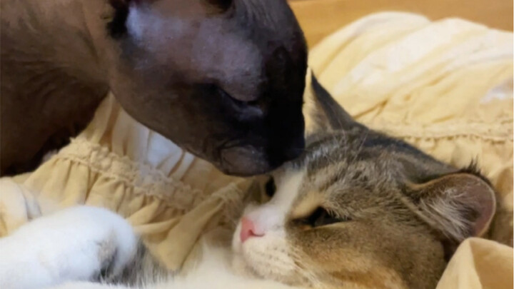 حول حقيقة أنني وقعت في حب ابن عدوي اللدود..