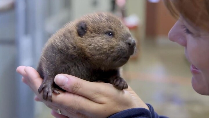 It’s that time again for everyone’s favorite soft and chewy beaver dumplings!