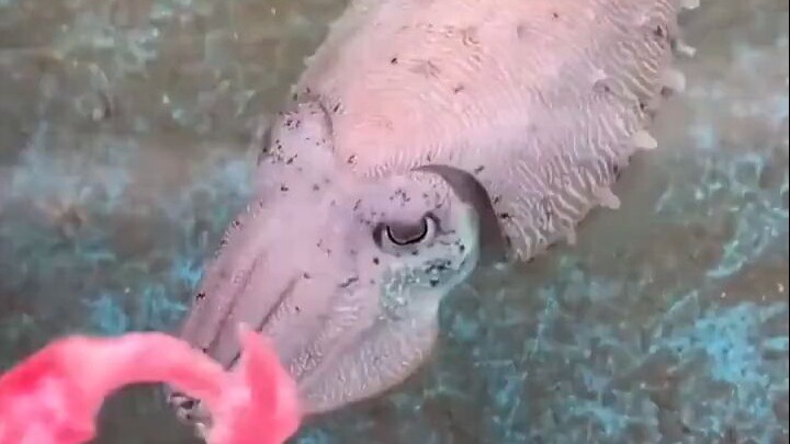 以防你没见过喂食头足纲