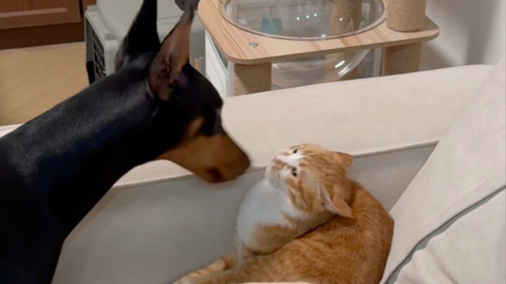Apakah anjing Doberman tidak bisa bergaul dengan kucing?