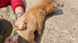 إمساك الجرو مع الحقنة الشرجية 😂