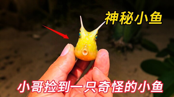 The guy gifted his girlfriend a mysterious little fish, but unexpectedly, it turned out to be really