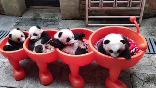 Panda dari Chong Qing telah keluar, benar-benar panda bangsawan.
